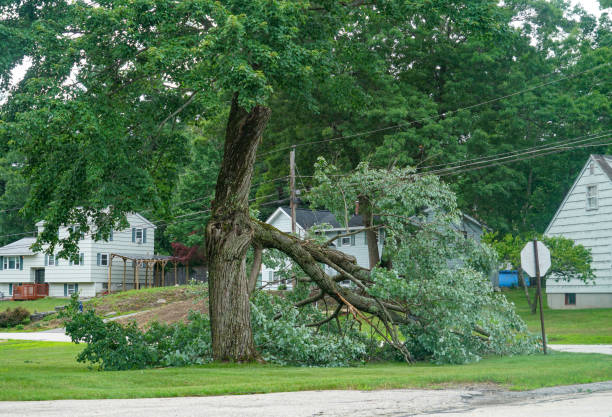 Why Choose Our Tree Removal Services in Arbuckle, CA?