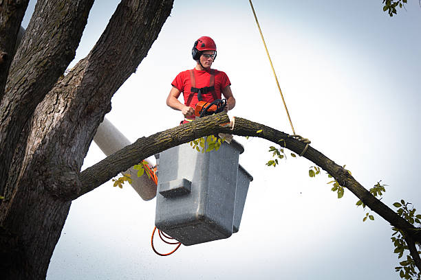 Professional  Tree Services in Arbuckle, CA